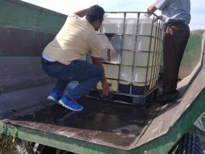 Sulama kanalından balık kurtarma operasyonu