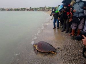 Tedavisi yapılan caretta caretta Didim Altınkum’da denize bırakıldı
