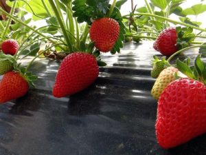 Çilek gelir kapısı oldu