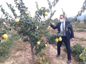 Simav’da alternatif ürün ayva