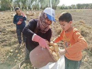 Şuhut’ta kışlık patates hasadı başladı