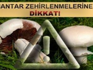 Emet’te mantar zehirlenmelerine karşı uyarı