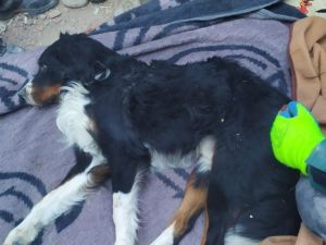 İzmir’de enkaz altından 65 saat sonra bir köpek sağ olarak çıkartıldı