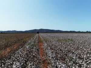 Kuraklığa rağmen, Aydın’da sulama sezonu sorunsuz sona erdi