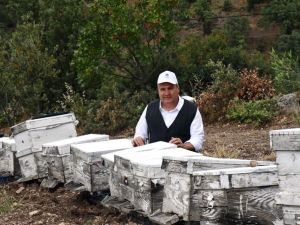 Yunusemre arıcılığı destekliyor