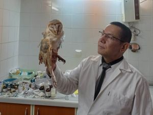 Salihli’de Peçeli Baykuş’a yardım eli