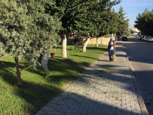 Didim’de yeşil alan çalışmaları devam ediyor