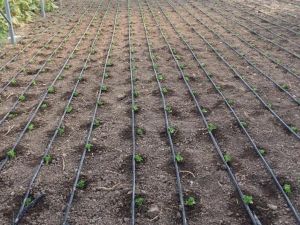 Tavşanlı çiftçisi, destekler konusunda bilgilendirildi