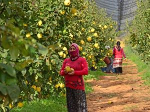 Tavas’ta ayva hasadı devam ediyor