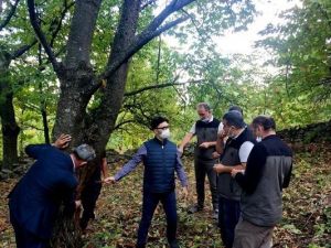 Kestane Ormanlarında Kestane Dal Kanseri incelemesi
