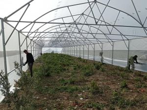 Büyükşehirle seracılık gelişiyor, üreticiler kazanıyor