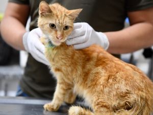Enkazdan çıkarılan kediler tedavi altına alındı