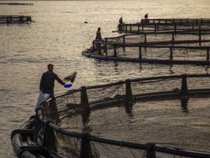 Su ürünleri ihracatı her şeye rağmen 1 milyar dolara koşuyor