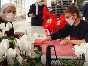 Jeotermal seralarda üretilen çiçekler milletvekili ve bakanlara gönderildi
