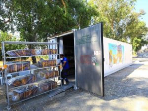 Büyükşehir 50 Bin petek şokladı