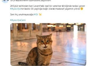 Ayasofya’nın sembol kedisi Gli hayatını kaybetti
