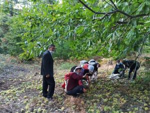 Simav’da kestane hasadı
