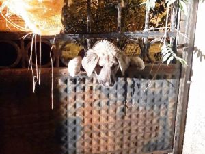 Kafası demir kapı parmaklıklarına sıkışan köpeği itfaiye ekipleri kurtardı