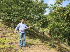 Kuraklık kestaneyi olumsuz etkiledi