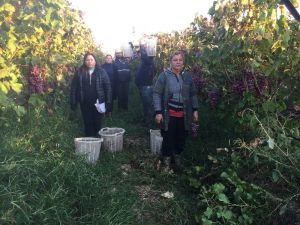 Üzüm keserken saygı duruşunda bulundular
