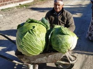 Keçi gübresiyle yetiştirilen devasa karpuz ve lahanalar şaşırttı