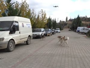 Köpeklerin drona saldırı girişimi kamerada