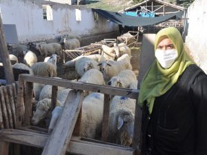 Afyonkarahisar’da koyunların zehirlendiği iddiası