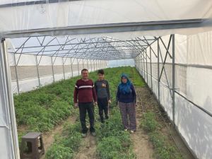 Gördes’teki seralarda üretim başladı