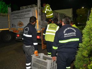 Ankara’dan gönderilen fidanlar Hatay’a can olacak