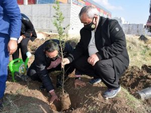 İscehisar’da 300 fidan dikildi