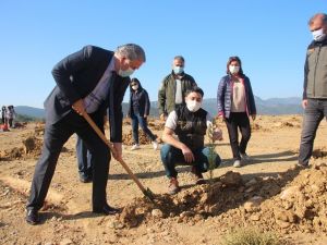 Hafriyat alanına 2 bin ağaç dikildi