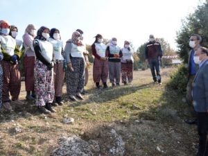 Emet’te bin badem ağacı toprakla buluştu