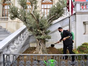 Beyoğlu’ndan tüm İstanbul’a yayılan ‘Zeytin Ağacı Dikme’ kampanyası