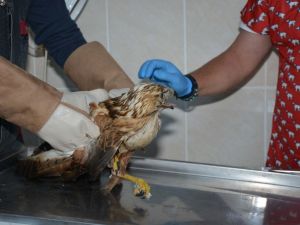 Yaralı şahin tedavisinin ardından doğaya bırakıldı