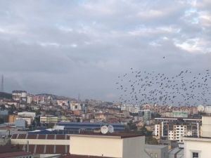 Sığırcıkların gökyüzünde görsel şöleni görenleri hayran bıraktı