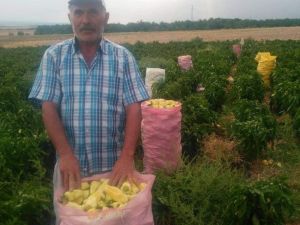 Tarlada çalışanlar, kovaları havaya fırlatarak sezonu kapattı