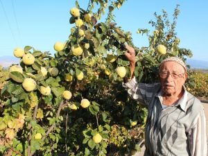 ’Ayva bolluğu kışın sert geçeceğine işaret’