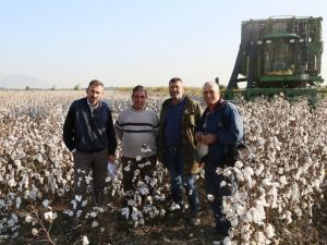Söke Ovası’nda pamuk hasadında sona yaklaşıldı