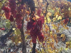 Aydın’da yayla üzümleri üreticinin yüzünü güldürdü