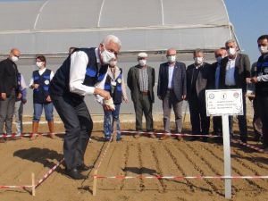 Ata tohumu ‘Karakılçık’ buğdayı toprakla buluştu