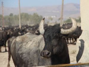 Bu köyde kişi başına iki manda düşüyor