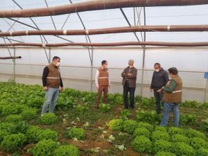 Alaşehir’de seracılık gelişiyor