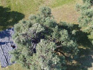 Aydın’da memecik türü zeytinlerde hasat sezonu başladı