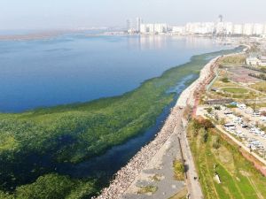 İzmir sahillerine “deniz marulu” istilası