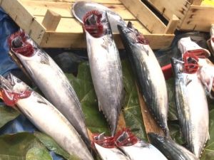 Hamsinin kilosu 25 liraya düştü