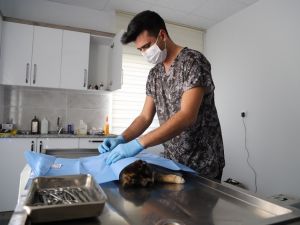 Menderes’te sokak hayvanları emin ellerde