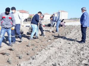 Altıntaş’ta 4 bin adet lavanta dikildi