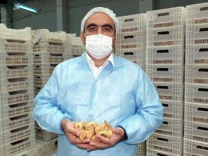 Aydın’dan 45 günde 83 ülkeye 70,22 milyon liralık incir ihracatı yapıldı