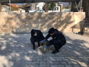 Bacağı kırılan yaralı köpeğe jandarma yardım eli uzattı
