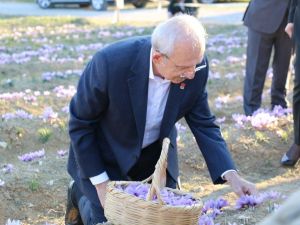 CHP Genel Başkanı Kılıçdaroğlu Safran tarlasında hasat yaptı